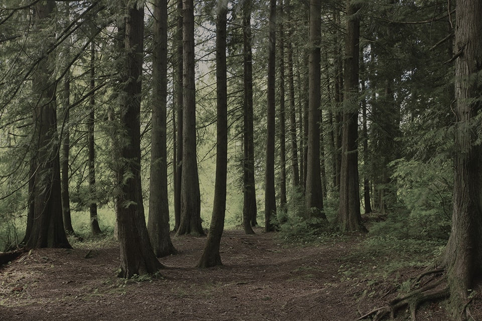 Douglas Fir